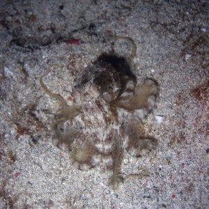 octopus_sp