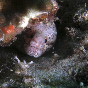 moray_in_crevice