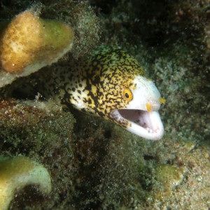 moray_sp