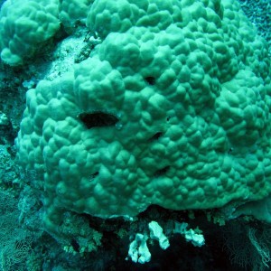 Mountain Coral