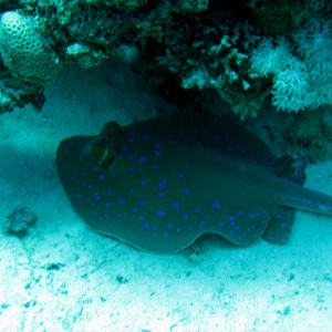 Blue spotted Ray
