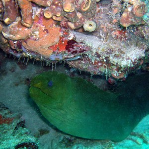 Green moray