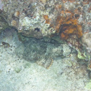 Scorpianfish