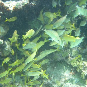 Trumpetfish hiding