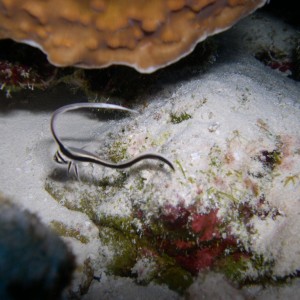 Juvenile Spotted Drum