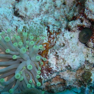 Green Moray & Anenome