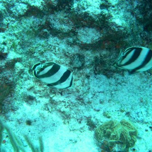 Banded Butterflyfish