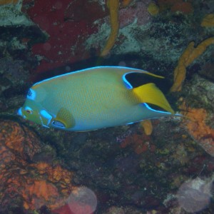 Quuen Angelfish