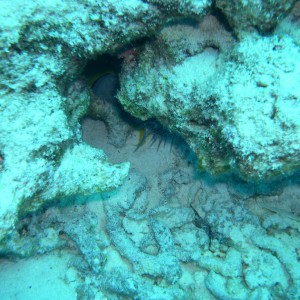 Splendid Toadfish.  Really.  He's in there, somewhere...