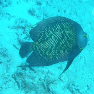 French Angelfish