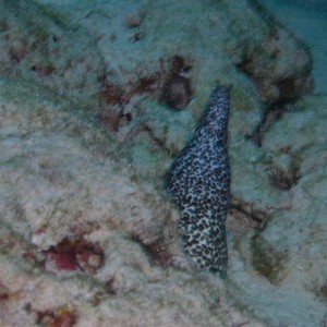 Spotted Moray