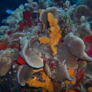 Colorful Coral & a Blue Chromis