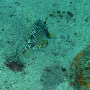 Smooth Trunkfish