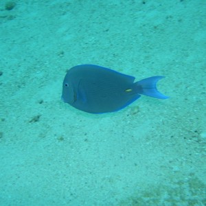 Blue Tang