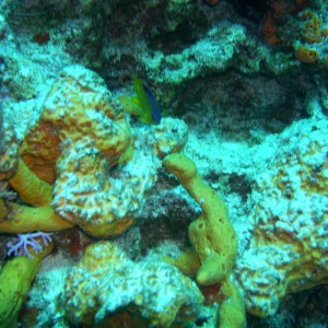 Longfin Damselfish