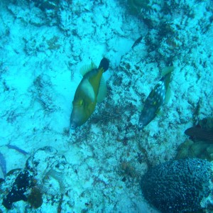 2 phases of Whitespotted Filefish