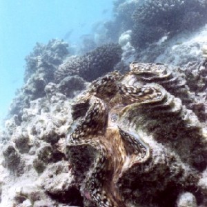 Giant_Clam2