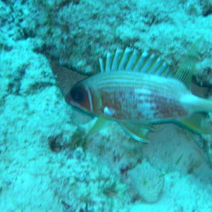 Longspine Squirrlefish