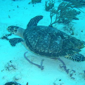 Hawksbill Number One