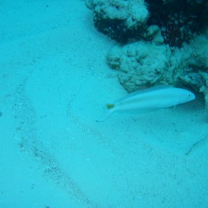 Sand Tilefish