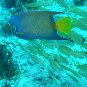 Queen Angelfish & Grunts