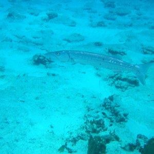 Great Barracuda