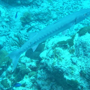 Great Barracuda Again