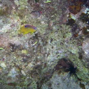 Longfin Damselfish @ Long-Spined Urchin