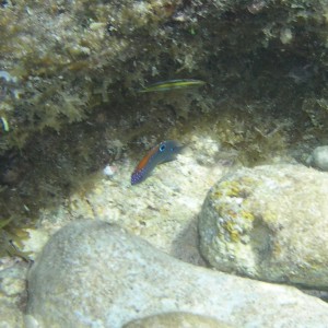 Juvenile Dusky Damselfish