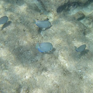 Grazing Ocean Surgeonfish