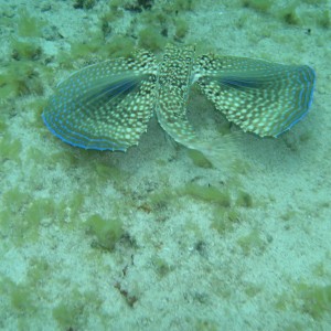 Flying Gurnard Again