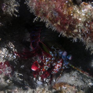 peacock_mantis_shrimp_3