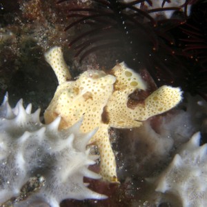 warty_frogfish