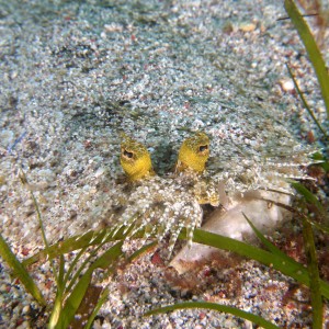 peacock_flounder_eyes