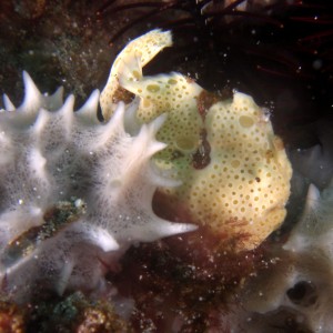 warty_frogfish_2