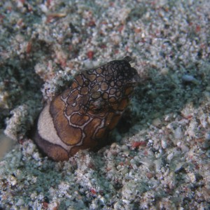 snake_eel_fishing_2_copy