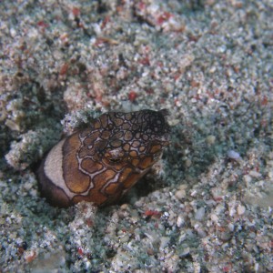 snake_eel_fishing_copy