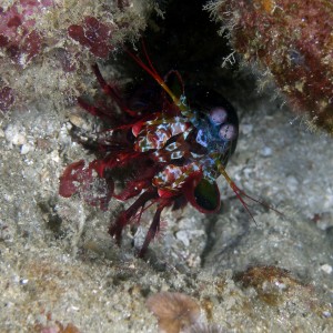 peacock_mantis_shrimp