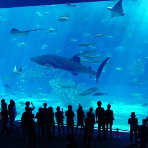 Okinawa Aquarium