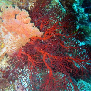 Sea Fan & Coral