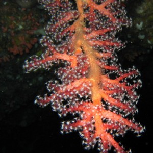 Soft Coral - Pink