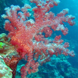 Soft Corals