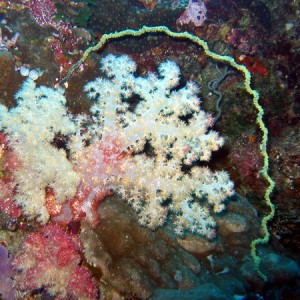 Soft White Coral and Sea Whip