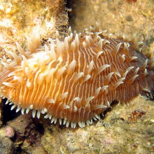 Unknown Coral Thing