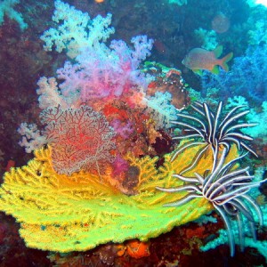 Amazing Coral Color