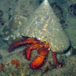 Red Hermit Crab