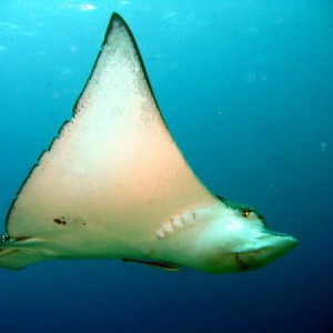 Spotted Eagle Ray