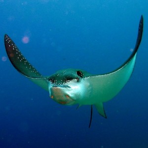 Spotted Eagle Ray