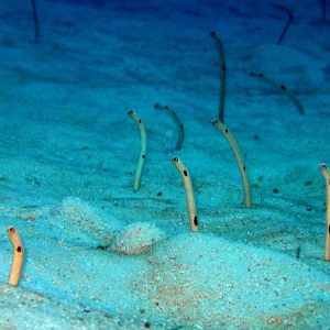 Garden Eels