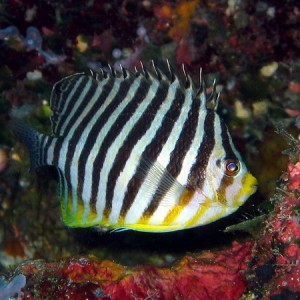 8 Barred Angelfish